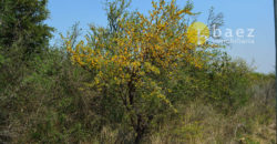 LOTES DE 2500M2 Y 2900M2 EN CARPINTERÍA