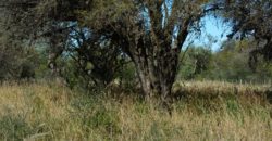 LOTE DE 2000M2 EN CARPINTERÍA