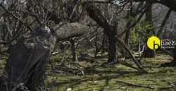 4 HECTÁREAS EN CARPINTERÍA