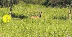 LOTEO «LA AURELIA»