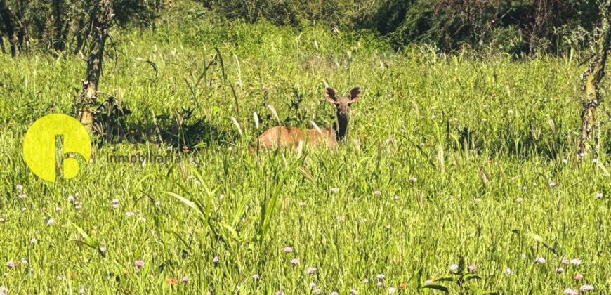 LOTEO «LA AURELIA»